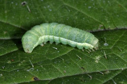 Réf. 293 434 : Mamestra brassicae